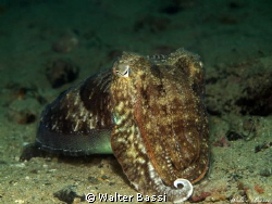 cuttle fish by Walter Bassi 